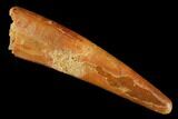 Fossil Pterosaur (Siroccopteryx) Tooth - Morocco #183696-1